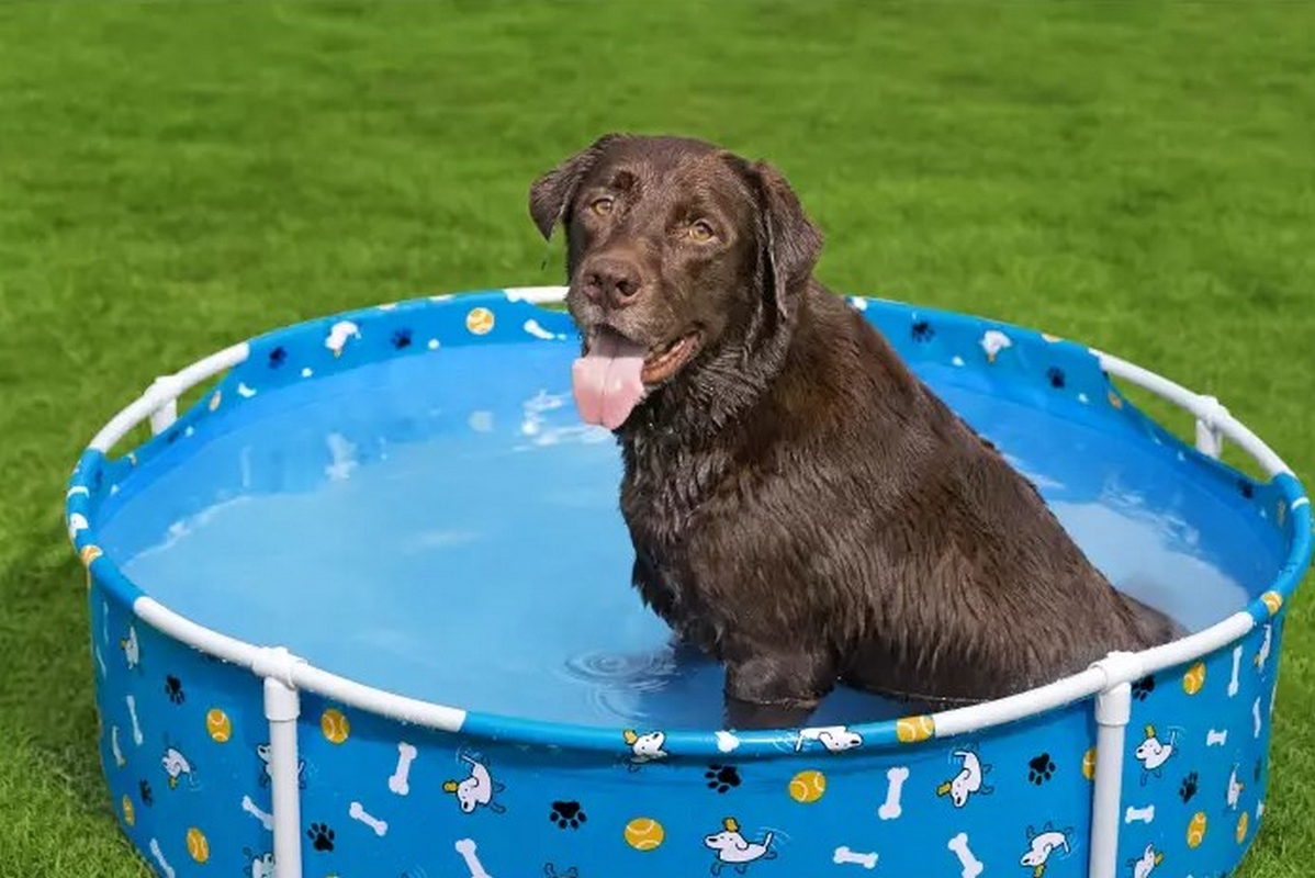 Каркасный бассейн для животных 122х30,5см Bestway Fetchin' Fun Pet Play Pool 561KM 1198_800